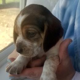 Max - Black tan and white male Beagle puppy in Peculiar, Missouri from At home
