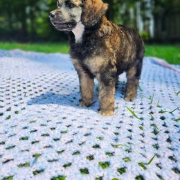 Maple - Parti female Poodle puppy in Troy, New Hampshire from SP Standard Poodles