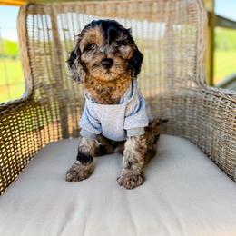 Mr.Darcy - Merle male Goldendoodle puppy in Ocoee, Tennessee from Liberty Creek Farms
