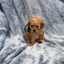 AKC toy poodles- Rusty - Red  male Poodle puppy in Tennessee Colony, Texas from Poodle an Doodles 3:16