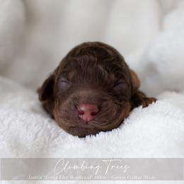 Puppy 4 - Brown and tan male Cockapoo puppy in Savannah, Georgia from Vino and Vespa Doodles