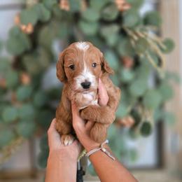 Gray Collar - Red  male Goldendoodle puppy in Somerville, Alabama from Southern Enchanted Doodles