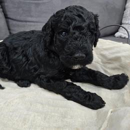 Matty - Parti male Goldendoodle puppy in Mesa, Arizona from Schmidt’s Doxies N Doodles