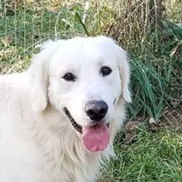Golden Retriever adult dog
