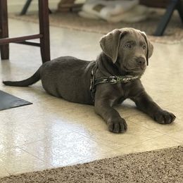 Labrador Retriever Puppies from KMC Gun Dogs