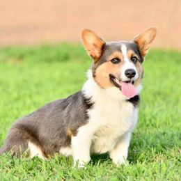 Pembroke Welsh Corgi All Grown Up from Pembroken Arrow Welsh Corgis