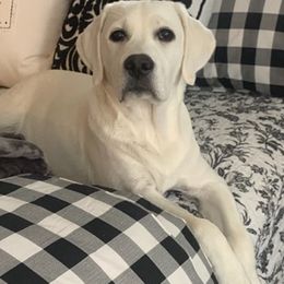 Labrador Retrievers from Kim's Labrador Retrievers
