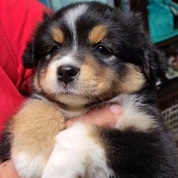 Miniature Australian Shepherd and Toy Australian Shepherd Puppies from Beasley Acres Aussies