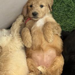Goldendoodle Puppies from H&H Goldendoodles of Braselton