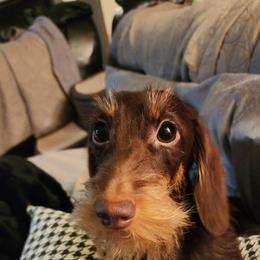 Poppy - Dachshund