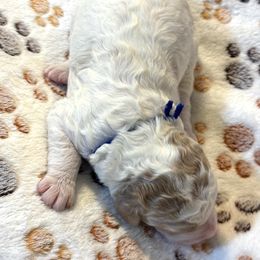 Ross Blue Collar - Parti male Goldendoodle puppy in Lexington, North Carolina from Deborah’s Doodles