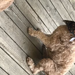 Eanie - Goldendoodle