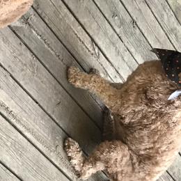 Eanie - Goldendoodle