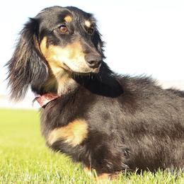 Dachshunds from R&S Farms