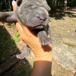Morticia - Blue female Chinese Shar-Pei puppy in Statesville, North Carolina from Red Clay's Chinese Shar-pei