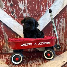 Tate - Black male Shih Tzu puppy in Success, Missouri from Sweet Success