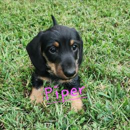 Piper - Black and tan female Dachshund puppy in Watts, Oklahoma from Circle F Wired Wieners