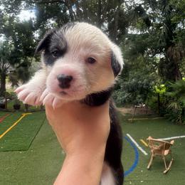 Dalton - Black and white male Cardigan Welsh Corgi puppy in Wekiwa Springs, Florida from It is Corgiland