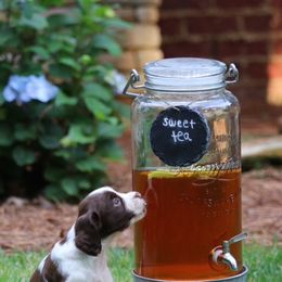 English Springer Spaniel Puppies from Southern Springers