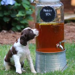 English Springer Spaniel Puppies from Southern Springers