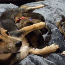 Shiba Inu from Yoru's Dojo Legacy