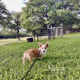 Pembroke Welsh Corgi Puppies from McCall Creek Corgis