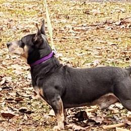 Koda - Teddy Roosevelt Terrier