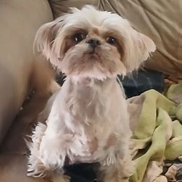 Tia - Shih Tzu