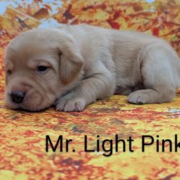 Mr. Light Pink - Yellow male Labrador Retriever puppy in Lebanon, Pennsylvania from Robertson's Retrievers and Doodles