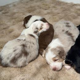 Halo - Red merle female Miniature Australian Shepherd puppy in Shingletown, California from Whiskeytown Aussies