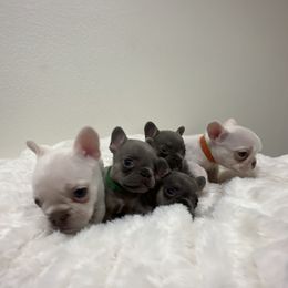 French Bulldog Puppies from California French Bulldogs