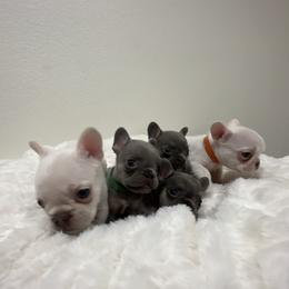 French Bulldog Puppies from California French Bulldogs