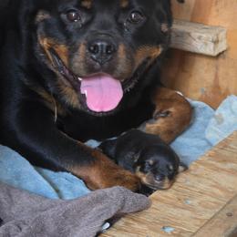 Girl 3 - Black and mahogany female Rottweiler puppy in Live Oak, Florida from K&R RANCH KENNELS