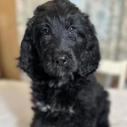 George - Black and white male Bernedoodle puppy in Osage City, Kansas from Golden Ridge Goldens