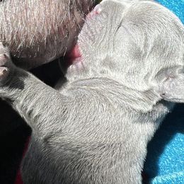French Bulldog Puppies from K&J Frenchies