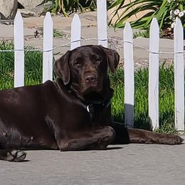 Labrador Retrievers from Mae-Ple Farms Labradors