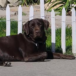 Labrador Retrievers from Mae-Ple Farms Labradors