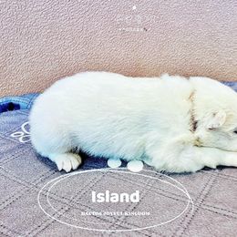 Samoyed Puppies from The Bactos Family