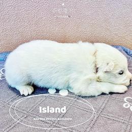 Samoyed Puppies from The Bactos Family