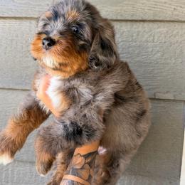 Rayna BLUE EYE - Blue merle female Bernedoodle puppy in Horseshoe Bend, Idaho from Over the Moon Poodles and Doodles