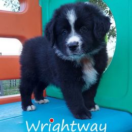 Black Knight - Miniature Australian Shepherd puppy in Dowagiac, Michigan from Wrightway Wigglebutts