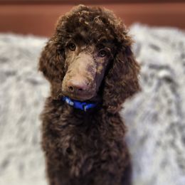 Loki - Poodle puppy from Taya's Pups