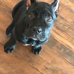 Cane Corso Puppies from Virtue Cane Corso