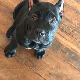 Cane Corso Puppies from Virtue Cane Corso