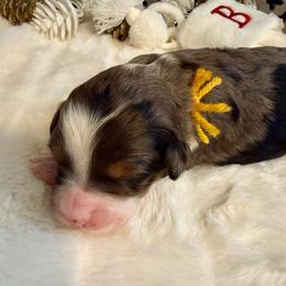 Klaus - Merle female Bernedoodle puppy in Hegins, Pennsylvania from Bubbling Springs Doodles, LLC