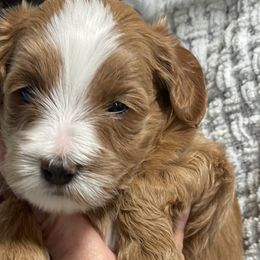 Ruby - Red  Goldendoodle puppy in Utah from You Are My Sunshine Doodle