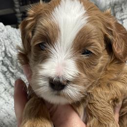 Ruby - Red  Goldendoodle puppy in Utah from You Are My Sunshine Doodle
