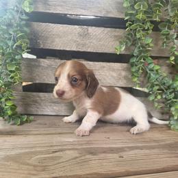 Oak - Piebald female Dachshund puppy in Grant, Michigan from Low Down Dashchuand