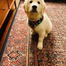 Golden Retriever Puppies from Dale Hollow Goldens