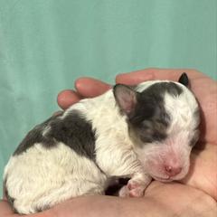 Olaf - male Australian Mountain Doodle puppy in Jerome, Idaho from Tolman Acres